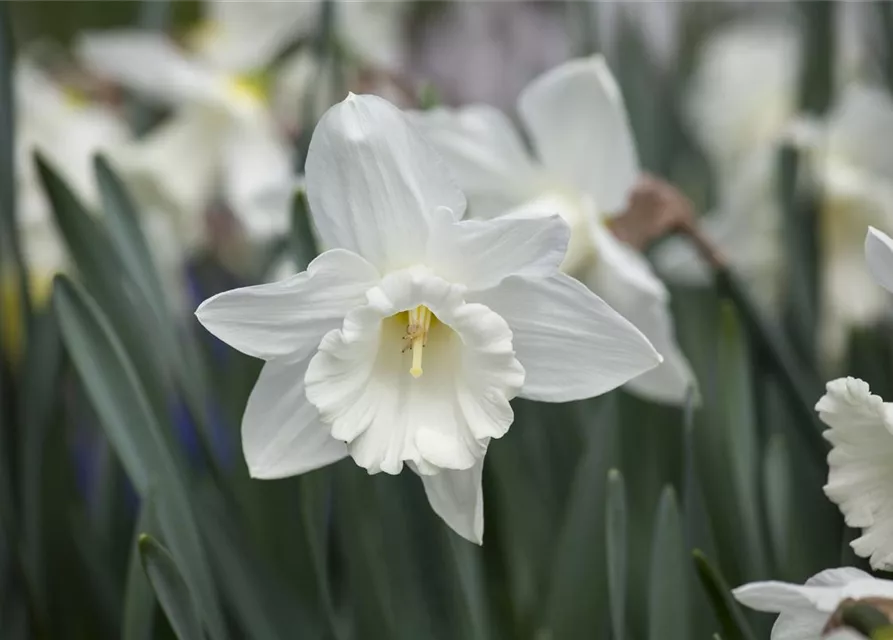 Edelnarzisse 'Mount Hood' - 5 Blumenzwiebeln
