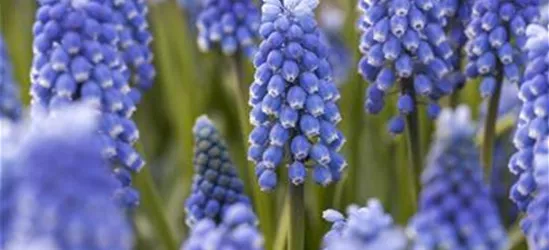 Traubenhyazinthe 'Blue Magic' - 25 Blumenzwiebeln