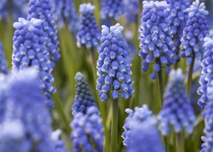 Traubenhyazinthe 'Blue Magic' - 10 Blumenzwiebeln