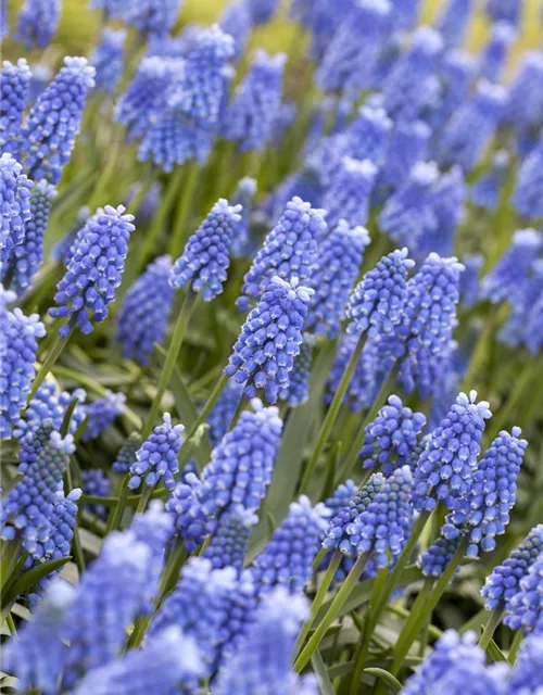 Traubenhyazinthe 'Blue Magic' - 10 Blumenzwiebeln