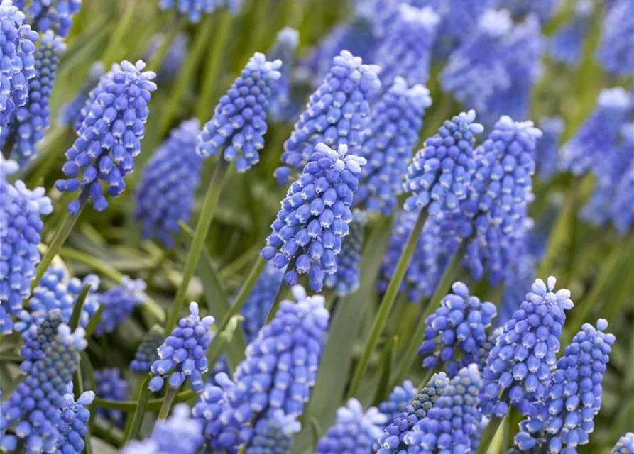 Traubenhyazinthe 'Blue Magic' - 10 Blumenzwiebeln