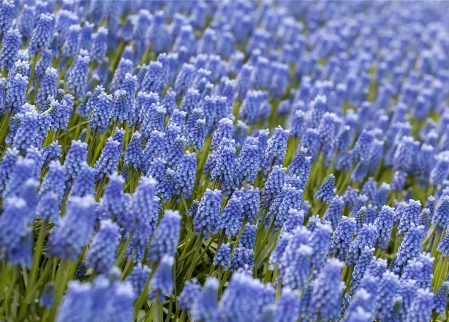 Traubenhyazinthe 'Blue Magic' - 10 Blumenzwiebeln