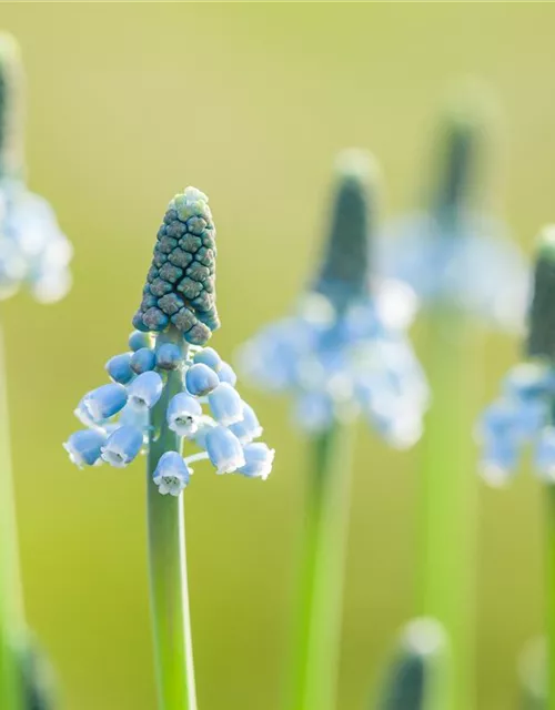 Traubenhyazinthe 'Blue Magic' - 10 Blumenzwiebeln