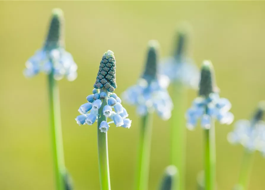Traubenhyazinthe 'Blue Magic' - 10 Blumenzwiebeln