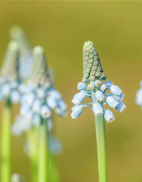 Traubenhyazinthe 'Blue Magic' - 10 Blumenzwiebeln