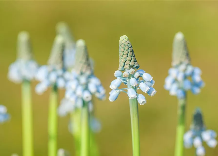 Traubenhyazinthe 'Blue Magic' - 10 Blumenzwiebeln