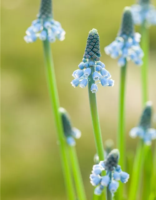 Traubenhyazinthe 'Blue Magic' - 10 Blumenzwiebeln