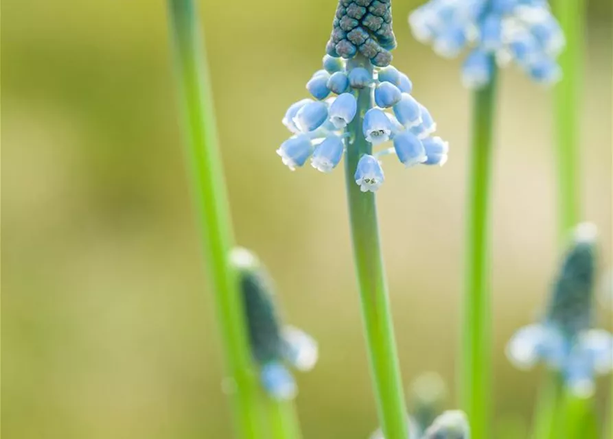 Traubenhyazinthe 'Blue Magic' - 10 Blumenzwiebeln