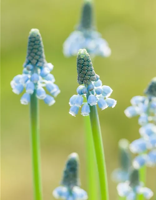 Traubenhyazinthe 'Blue Magic' - 10 Blumenzwiebeln