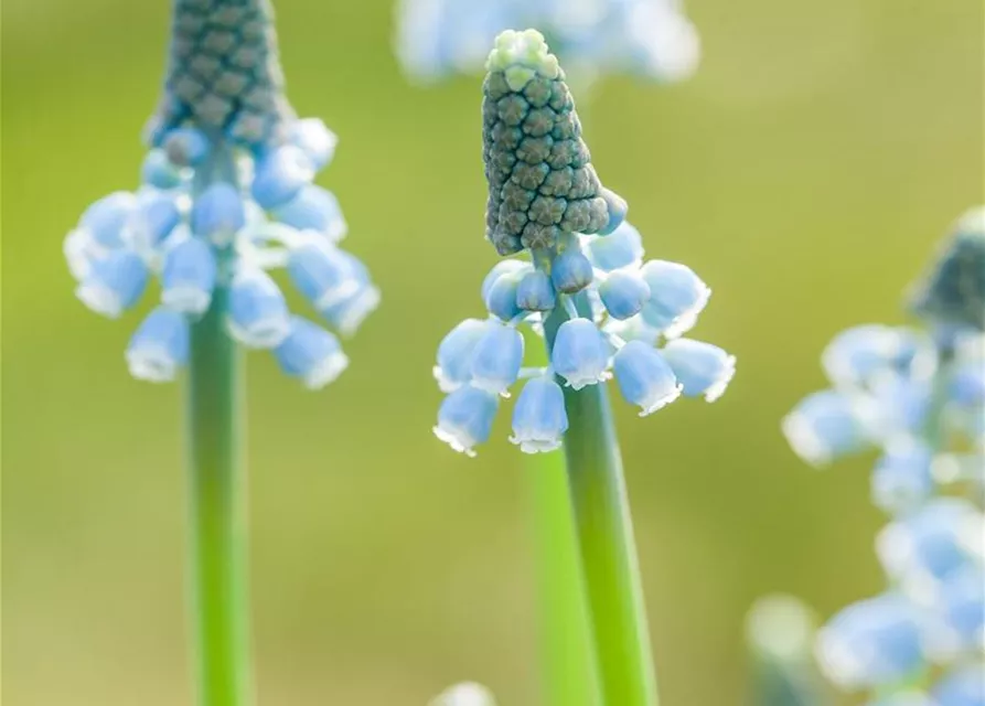 Traubenhyazinthe 'Blue Magic' - 10 Blumenzwiebeln
