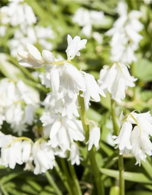 Spanisches Hasenglöckchen 'Snow' - 10 Blumenzwiebeln