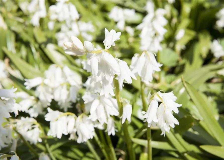 Spanisches Hasenglöckchen 'Snow' - 10 Blumenzwiebeln
