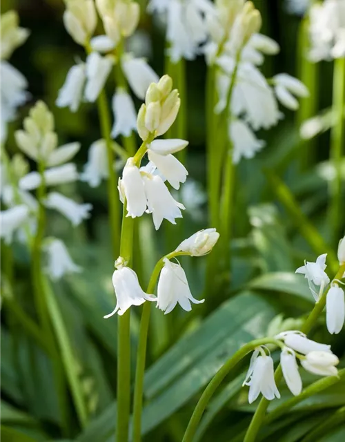 Spanisches Hasenglöckchen 'Snow' - 10 Blumenzwiebeln
