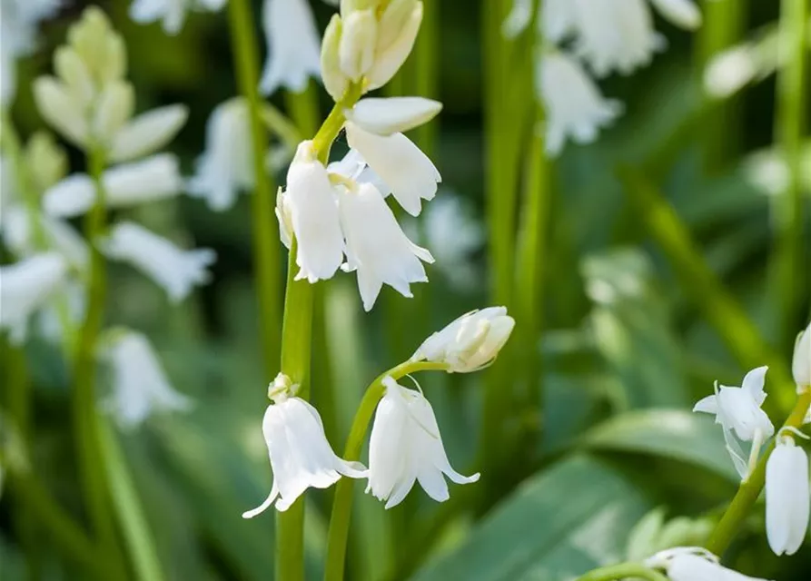Spanisches Hasenglöckchen 'Snow' - 10 Blumenzwiebeln