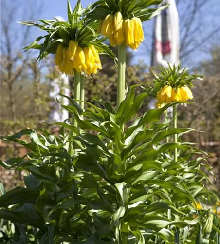 Fritillaria imperialis 'Maxima Lutea'