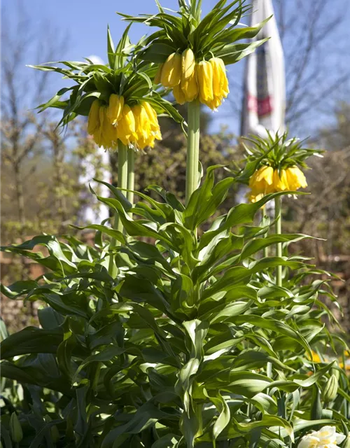Kaiserkrone 'Lutea' - Blumenzwiebel