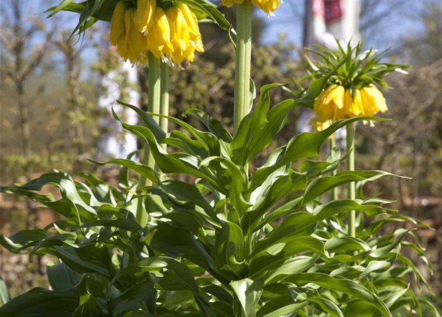 Kaiserkrone 'Lutea' - Blumenzwiebel