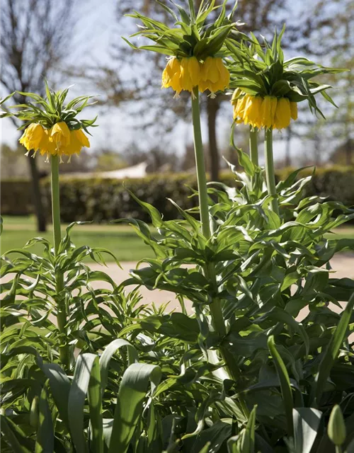 Kaiserkrone 'Lutea' - Blumenzwiebel