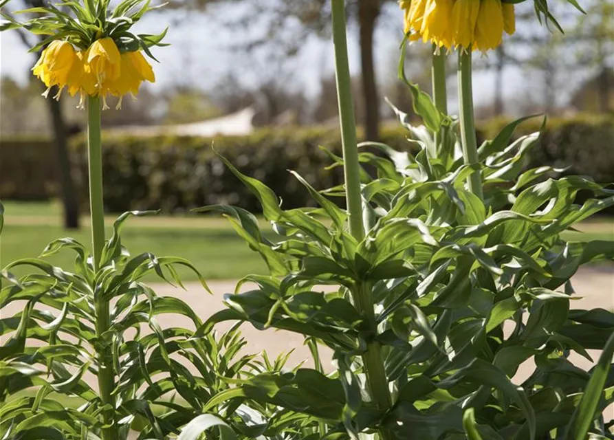 Kaiserkrone 'Lutea' - Blumenzwiebel