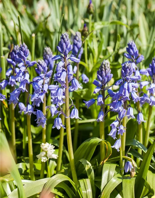 Spanisches Hasenglöckchen 'Blue Sky' - 10 Blumenzwiebeln