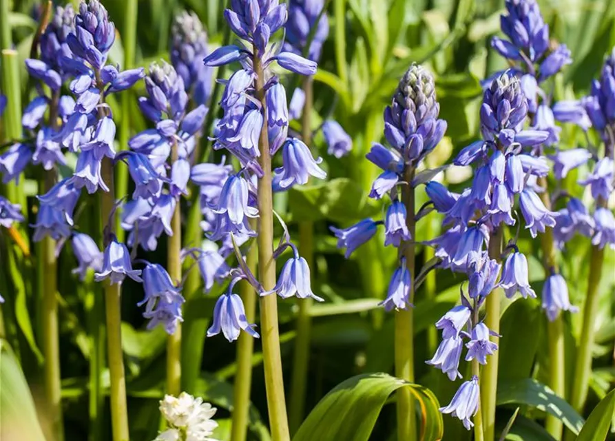 Spanisches Hasenglöckchen 'Blue Sky' - 10 Blumenzwiebeln