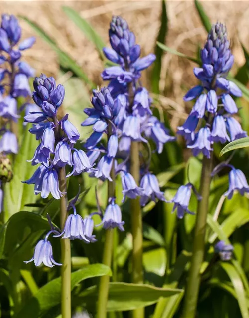 Spanisches Hasenglöckchen 'Blue Sky' - 10 Blumenzwiebeln