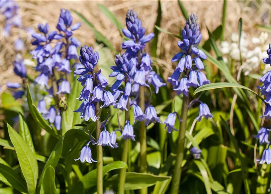 Spanisches Hasenglöckchen 'Blue Sky' - 10 Blumenzwiebeln