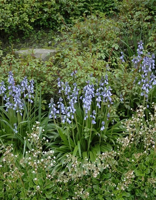 Spanisches Hasenglöckchen 'Blue Sky' - 10 Blumenzwiebeln