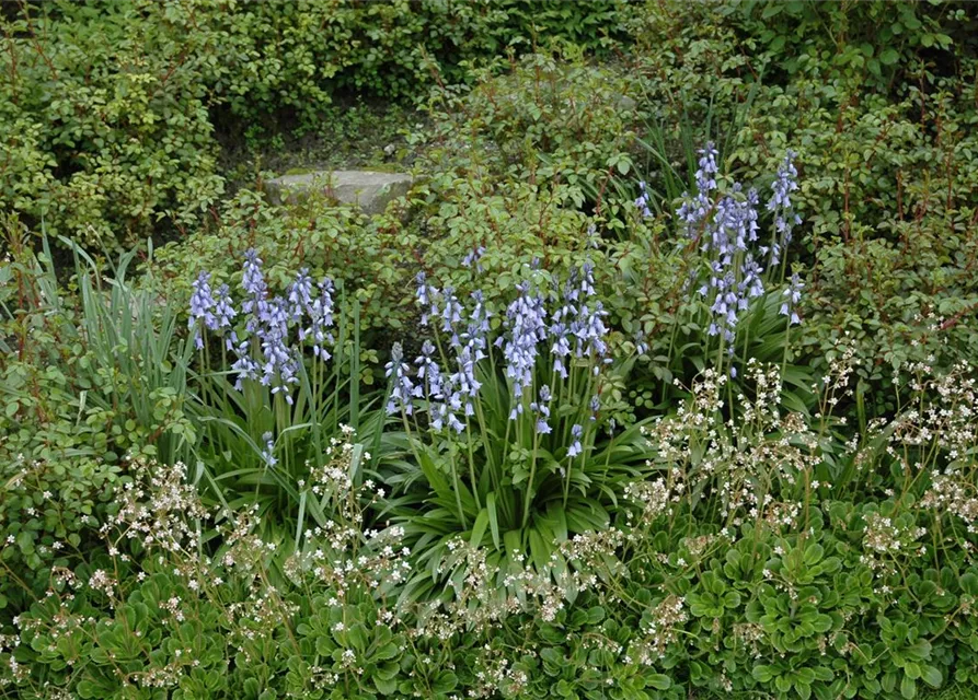 Spanisches Hasenglöckchen 'Blue Sky' - 10 Blumenzwiebeln