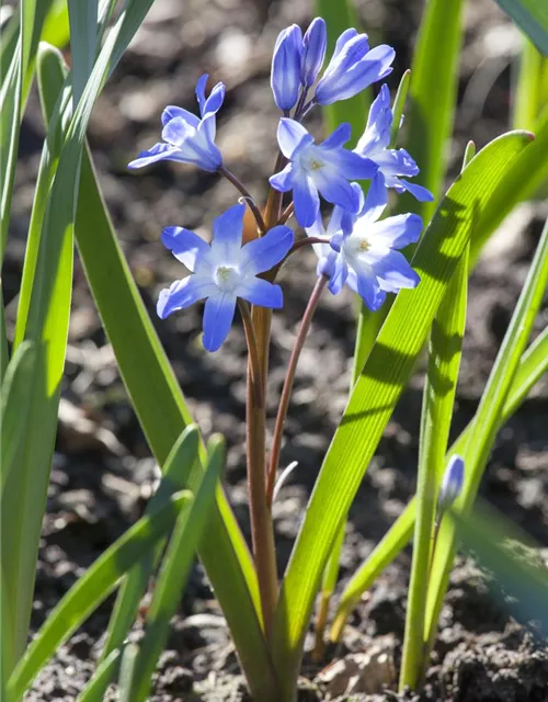 Sibirischer Blaustern - 10 Blumenzwiebeln
