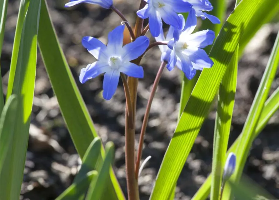 Sibirischer Blaustern - 10 Blumenzwiebeln