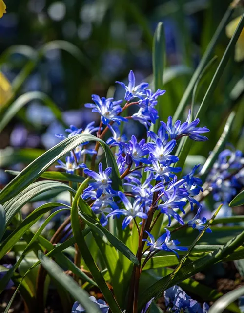 Sibirischer Blaustern - 10 Blumenzwiebeln