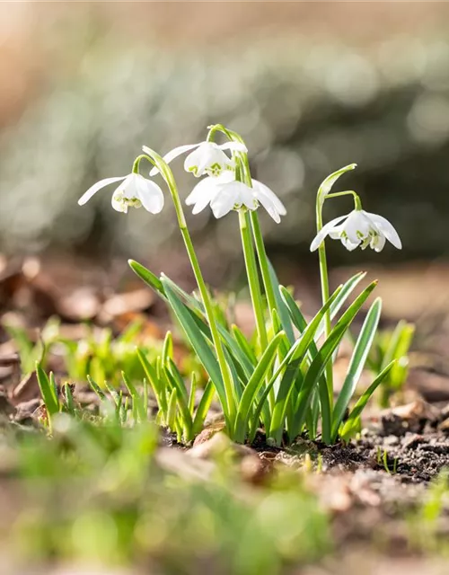 Schneeglöckchen - 10 Blumenzwiebeln