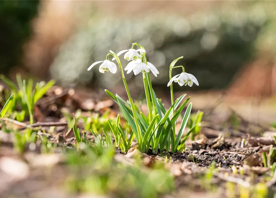 Schneeglöckchen - 10 Blumenzwiebeln