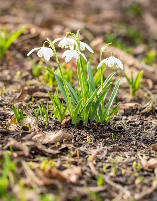 Schneeglöckchen - 10 Blumenzwiebeln