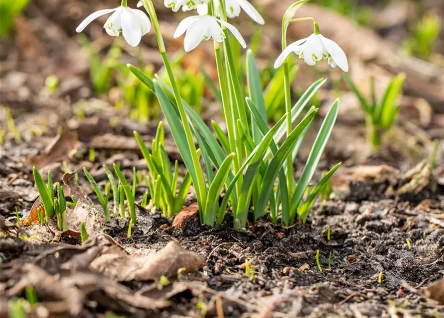 Schneeglöckchen - 10 Blumenzwiebeln