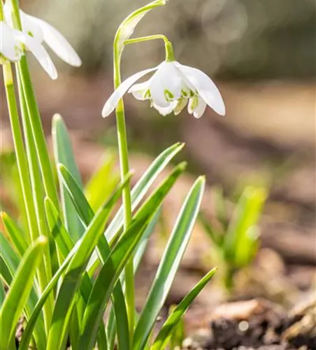 Schneeglöckchen - 10 Blumenzwiebeln