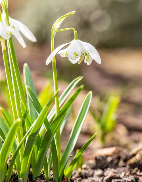 Schneeglöckchen - 10 Blumenzwiebeln