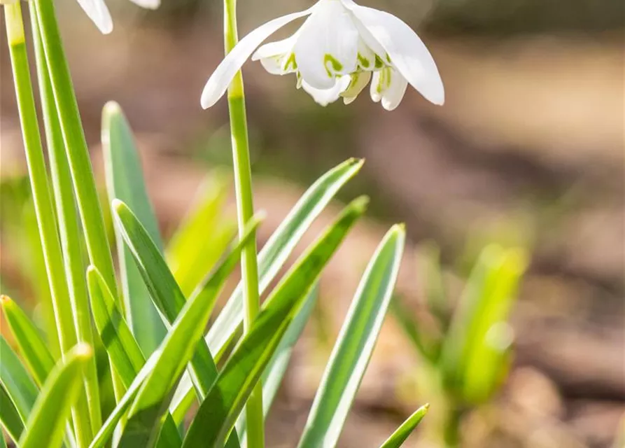 Schneeglöckchen - 10 Blumenzwiebeln
