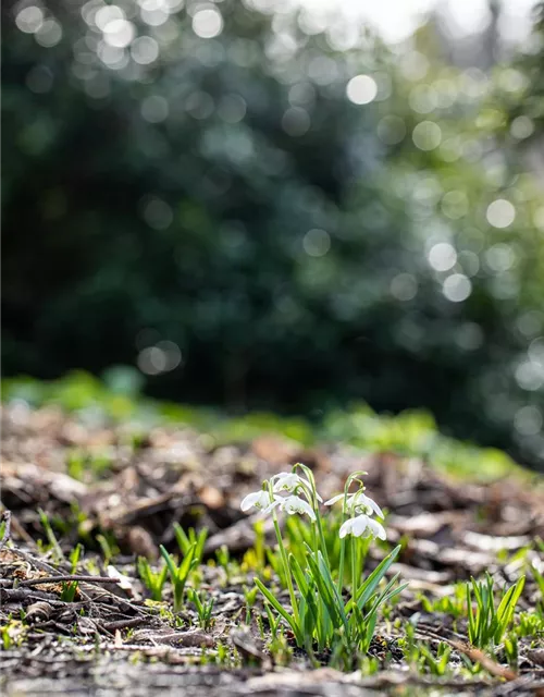 Schneeglöckchen - 10 Blumenzwiebeln