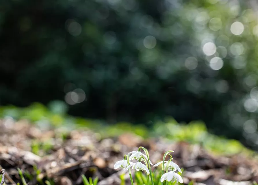 Schneeglöckchen - 10 Blumenzwiebeln