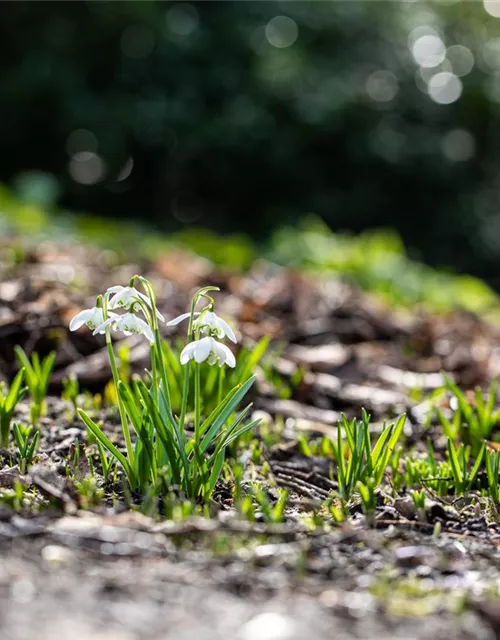 Schneeglöckchen - 10 Blumenzwiebeln