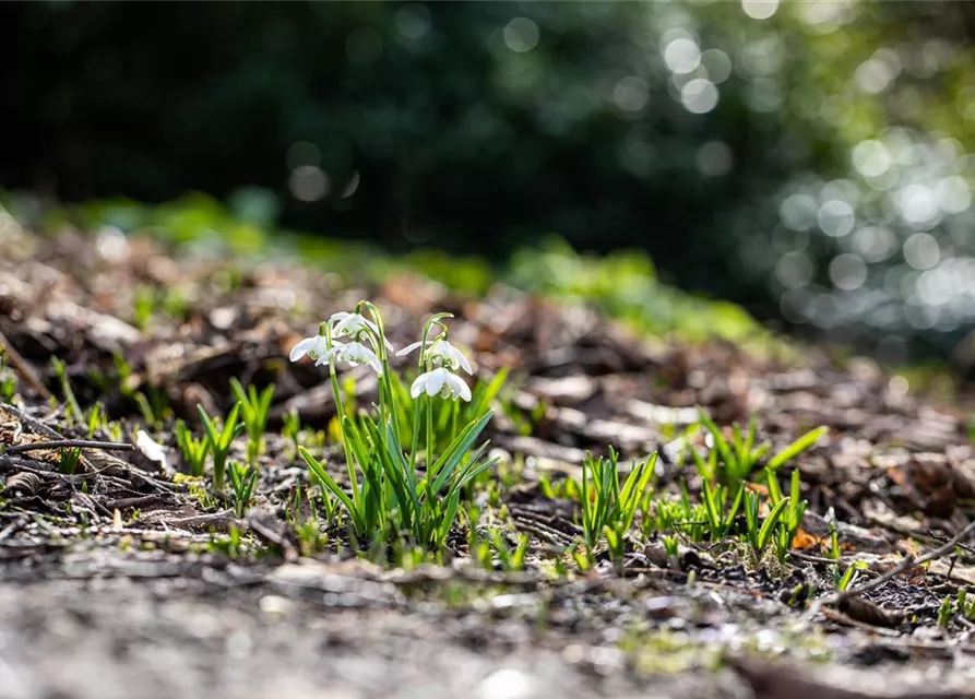 Schneeglöckchen - 10 Blumenzwiebeln