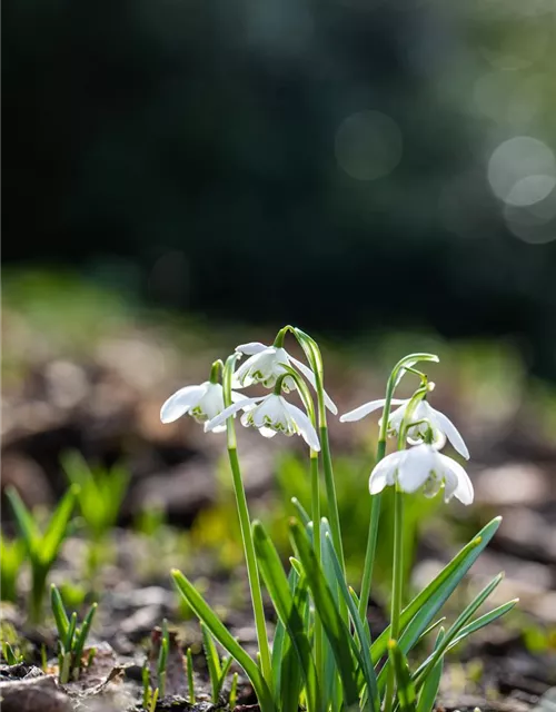 Schneeglöckchen - 10 Blumenzwiebeln