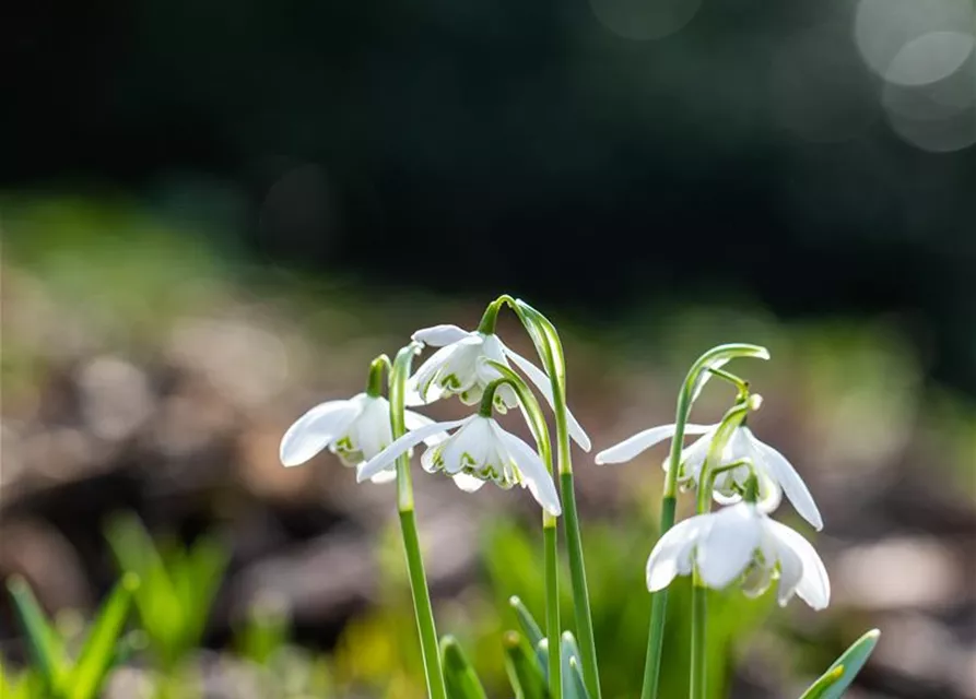 Schneeglöckchen - 10 Blumenzwiebeln