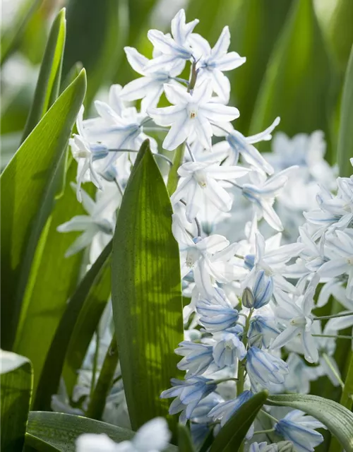 Apollo-Scheinhyazinthe - 10 Blumenzwiebeln
