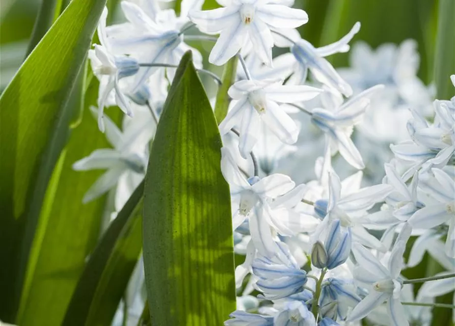 Apollo-Scheinhyazinthe - 10 Blumenzwiebeln