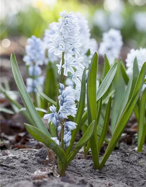 Apollo-Scheinhyazinthe - 10 Blumenzwiebeln