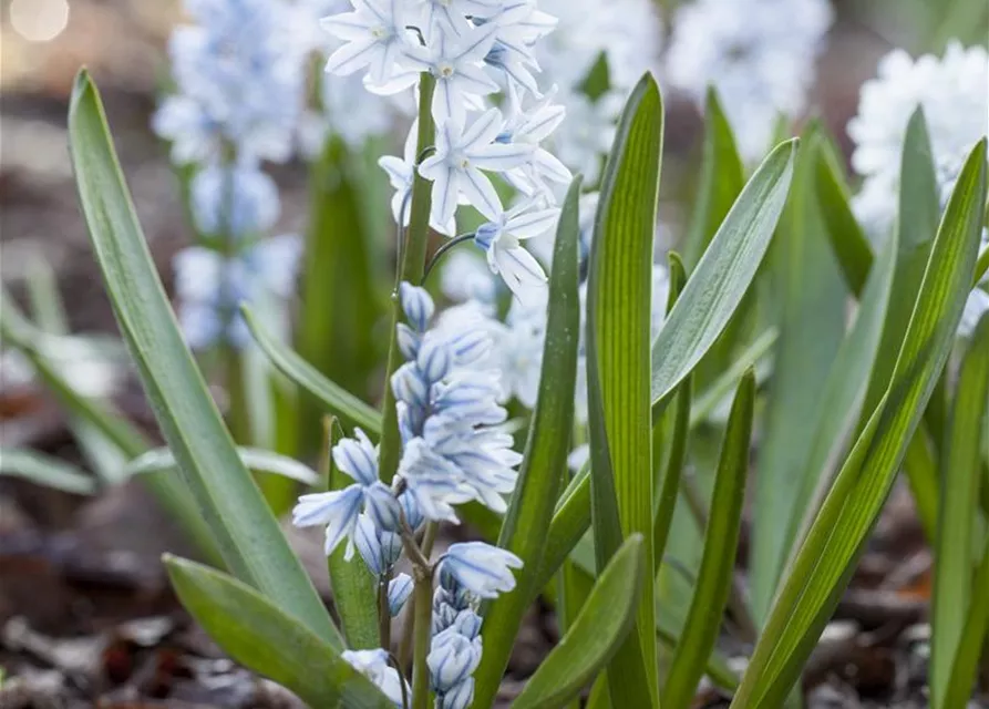 Apollo-Scheinhyazinthe - 10 Blumenzwiebeln