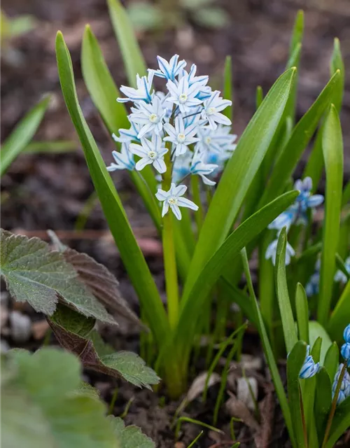 Apollo-Scheinhyazinthe - 10 Blumenzwiebeln